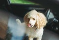 The little funny poodle dog sitting in white car looking out window