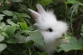 Little Funny Rabbit Eating Grass In The Garden Royalty Free Stock Photo