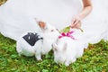 Little funny rabbit running on the field in summer Royalty Free Stock Photo