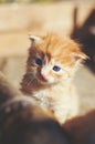 A little funny red kitten with a blue eyes in a wooden rustic bo