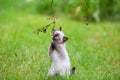 Little funny siamese kitten walking on the grass Royalty Free Stock Photo