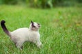 Siamese kitten walking on the grass Royalty Free Stock Photo