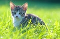 Little striped kitten hiding in the grass Royalty Free Stock Photo