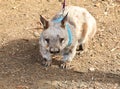 Little funny wombat on a leash with a collar