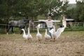 Little funny young girl in white sweater runs a flock of geese relegating his hands toward. Lifestyle portrait Royalty Free Stock Photo