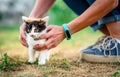 Little furry kitten Royalty Free Stock Photo