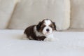 Little furry shih-tzu pup on the soffa