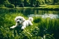Little furry white puppy is lying on a grass in a park Generated AI