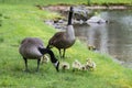 Little Canada Goose chicks under mom`s shadow. Royalty Free Stock Photo