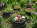 Little garden with flowerbeds