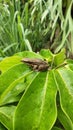 A little garden frog Royalty Free Stock Photo