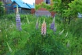 Little garden with lupins