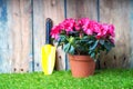 Little garden shovel and blossom azalea flower on the green grass. Royalty Free Stock Photo