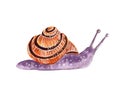 Little garden snail in a shell. Cartoon style illustration, purple and orange. Royalty Free Stock Photo