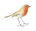Little garden wild bird robin. Hand drawn watercolor illustration. Royalty Free Stock Photo
