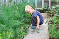 Little gardener in greenhouse harvesting dill, boy woring on garden Royalty Free Stock Photo