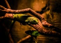 A little gecko Royalty Free Stock Photo