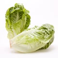 Little Gem lettuce Royalty Free Stock Photo