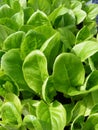 Little gem lettuce Royalty Free Stock Photo