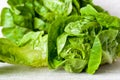 Little gem lettuce Royalty Free Stock Photo