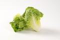 Little gem lettuce Royalty Free Stock Photo