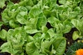 Little Gem Romaine Lettuce. Royalty Free Stock Photo