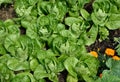 Little Gem Romaine Lettuce. Royalty Free Stock Photo