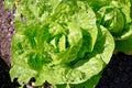 Little Gem Romaine Lettuce in garden Royalty Free Stock Photo