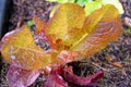 Little Gem Romaine Lettuce in a garden Royalty Free Stock Photo