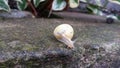 A little gentle yellow snail