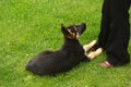 Little german shephard dog puppy