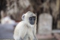 Little baby gibbon