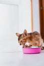 little ginger Abyssinian kitten eats wet food on white wooden background. Cute purebred kitten on kitchen with pink plate Royalty Free Stock Photo