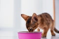 little ginger Abyssinian kitten eats wet food on white wooden background. Cute purebred kitten on kitchen with pink plate Royalty Free Stock Photo