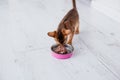 little ginger Abyssinian kitten eats wet food on white wooden background. Cute purebred kitten on kitchen with pink plate Royalty Free Stock Photo