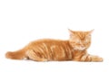 Little Ginger british shorthair cats asleep