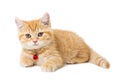 Little Ginger british shorthair cats over white background