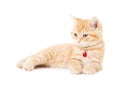 Little Ginger british shorthair cats