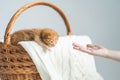 Little ginger crossbreed kitten with barely opened eyes in wicker basket on white wool sweater supporting with human& x27;s Royalty Free Stock Photo