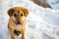 Little homeless puppy with sad eyes freezing on the street while snowing.