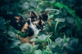 little ginger kitten garden Royalty Free Stock Photo