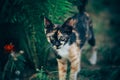 little ginger kitten garden Royalty Free Stock Photo