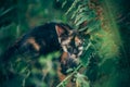 little ginger kitten garden Royalty Free Stock Photo