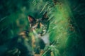 little ginger kitten garden Royalty Free Stock Photo