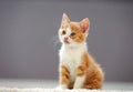 little ginger kitten licks on soft purple background. Isolated background. Beauty portrait. Home sweet home Royalty Free Stock Photo