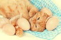Kitten lying on a back with colored eggs Royalty Free Stock Photo