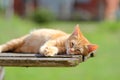 Little Ginger Kitten Resting