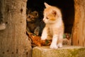 Little ginger kitten play in his wooden house Royalty Free Stock Photo