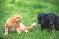Little ginger kitten playing with little black puppy on the grass Royalty Free Stock Photo