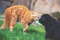 Little ginger kitten playing with little black puppy Royalty Free Stock Photo